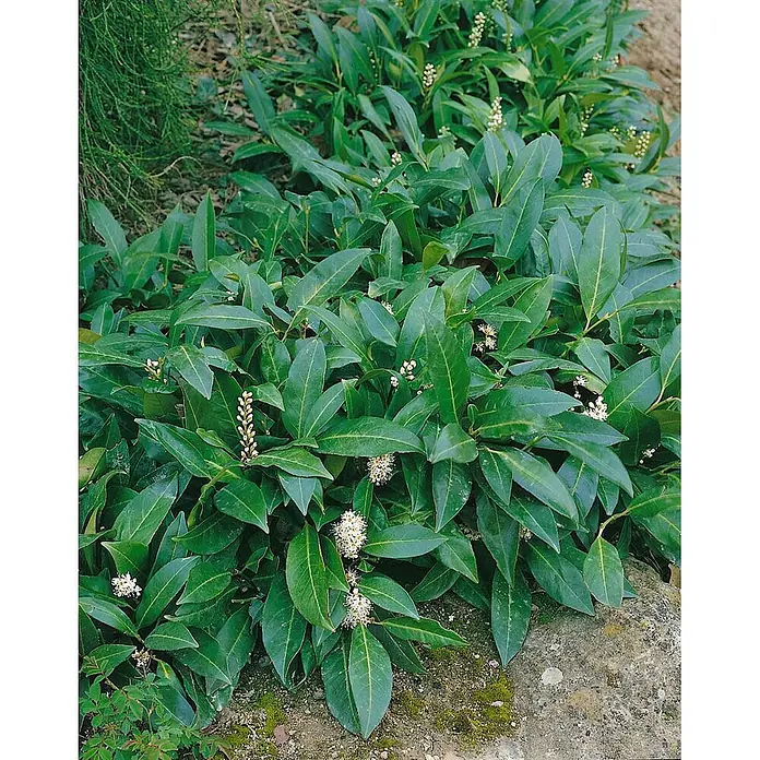 Pflanzen für dich Kirschlorbeer 20-40 cm - Prunus laurocerasus 'Herbergii', Aktuelle Wuchshöhe: 20 cm - 40 cm - Glänzender immergrüner Strauch mit grünen Blättern und weißen Blüten, als Bodendecker geeignet.