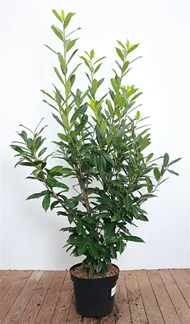 zimmerpflanze monstera Monstera Obliqua Monkey Leaf 80–100 cm am Moosstab – Seltene Fensterbl –  Blumen-Senf® main image 0
