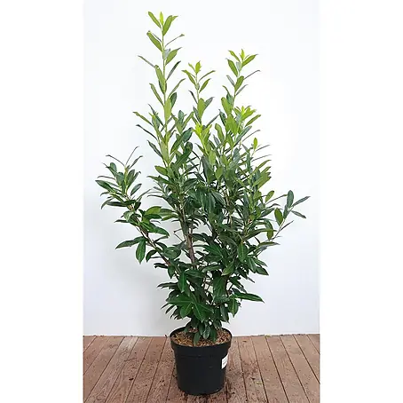 Pflanzen für dich  Kirschlorbeer 120-140 cm