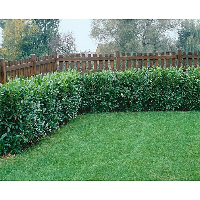 Pflanzen für dich Kirschlorbeer 20-40 cm - Prunus laurocerasus 'Herbergii', Aktuelle Wuchshöhe: 20 cm - 40 cm - Üppige grüne Hecke als Gartengrenze, ergänzt durch einen dunklen Holzzaun und eine grüne Rasenfläche.
