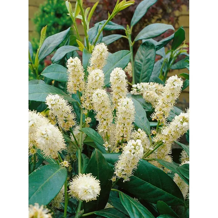 Pflanzen für dich Kirschlorbeer 60-80 cm - Prunus laurocerasus 'Diana', Aktuelle Wuchshöhe: 60 cm - 80 cm - Pflanze mit mehreren aufrechten Büscheln cremeweißer, stacheliger Blüten und glänzenden, dunkelgrünen Blättern.