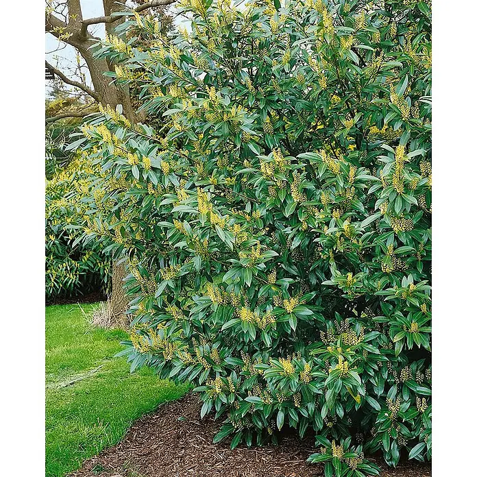 Pflanzen für dich Kirschlorbeer 20-40 cm - Prunus laurocerasus 'Herbergii', Aktuelle Wuchshöhe: 20 cm - 40 cm - Üppiger grüner Strauch mit vielen leuchtend gelben Blüten im Garten.