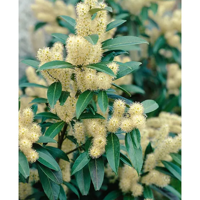Pflanzen für dich Kirschlorbeer 20-40 cm - Prunus laurocerasus 'Herbergii', Aktuelle Wuchshöhe: 20 cm - 40 cm - Blühender Strauch mit glänzenden dunkelgrünen Blättern und kugelförmigen cremefarbenen Blütenständen.