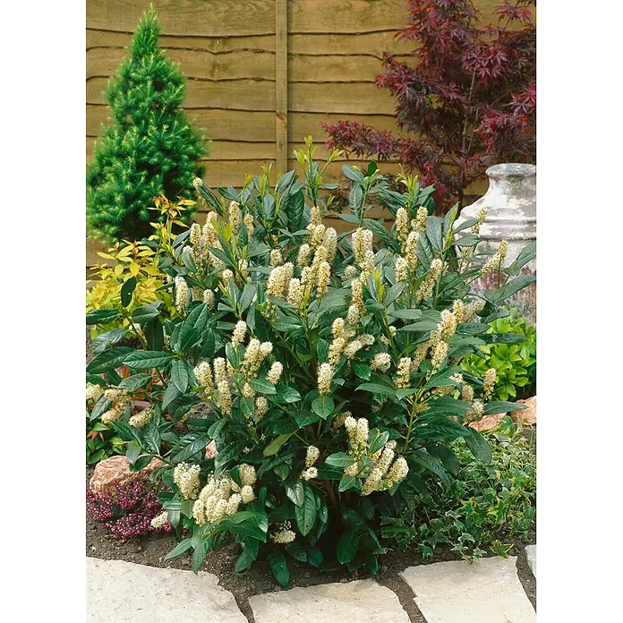 Pflanzen für dich Kirschlorbeer 60-80 cm - Prunus laurocerasus 'Diana', Aktuelle Wuchshöhe: 60 cm - 80 cm - Ein üppiger grüner Strauch mit zahlreichen cremeweißen, ährenförmigen Blütenständen in einem Garten.