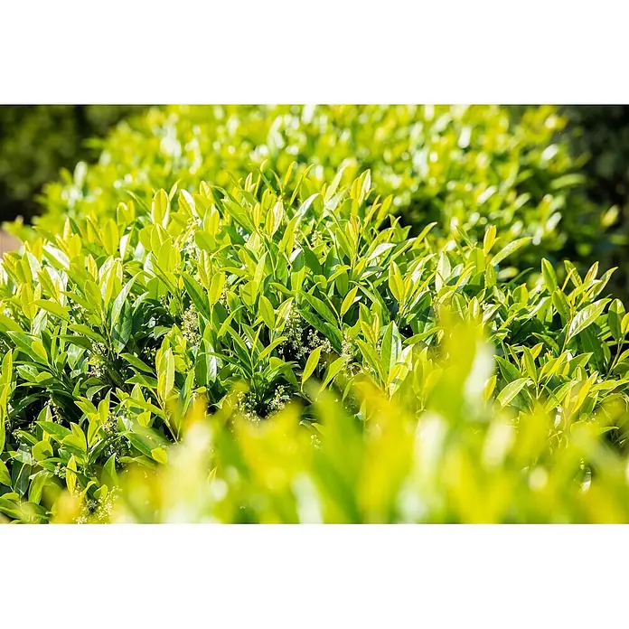 Pflanzen für dich Kirschlorbeer 20-30 cm - Prunus laurocerasus 'Caucasica', Aktuelle Wuchshöhe: 20 cm - 30 cm - Üppiges grünes Laub einer Hecke oder eines Busches mit kleinen weißen Blüten.