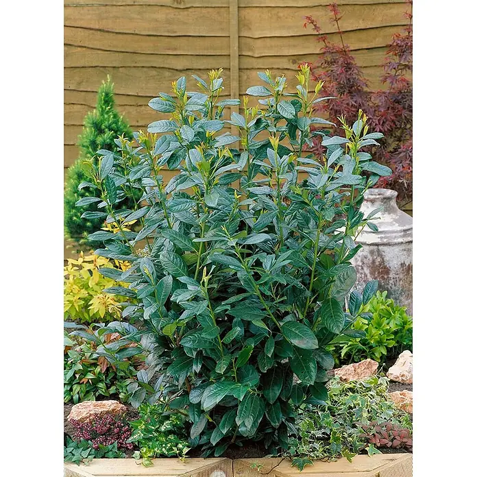 Pflanzen für dich Kirschlorbeer 60-80 cm - Prunus laurocerasus 'Diana', Aktuelle Wuchshöhe: 60 cm - 80 cm - Üppiger grüner Gartenzierstrauch mit neuem Wuchs, in einer natürlichen Gartenumgebung.