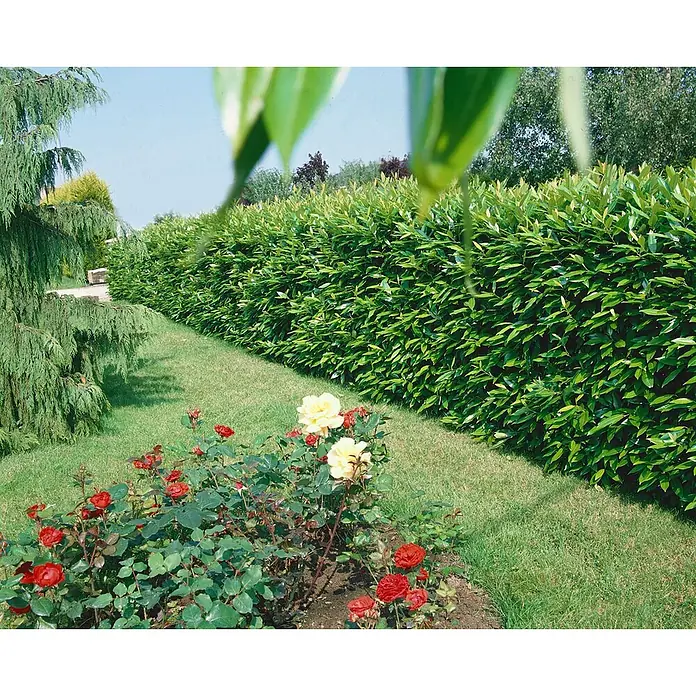 Pflanzen für dich Kirschlorbeer 20-30 cm - Prunus laurocerasus 'Caucasica', Aktuelle Wuchshöhe: 20 cm - 30 cm - Dichte grüne Gartenhecke entlang eines Weges mit Rosen.
