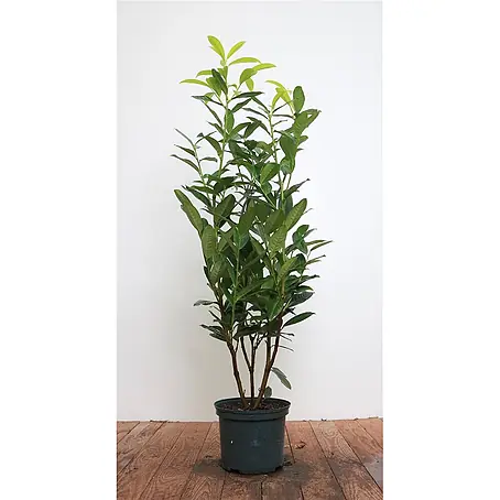 Pflanzen für dich  Kirschlorbeer 60-80 cm