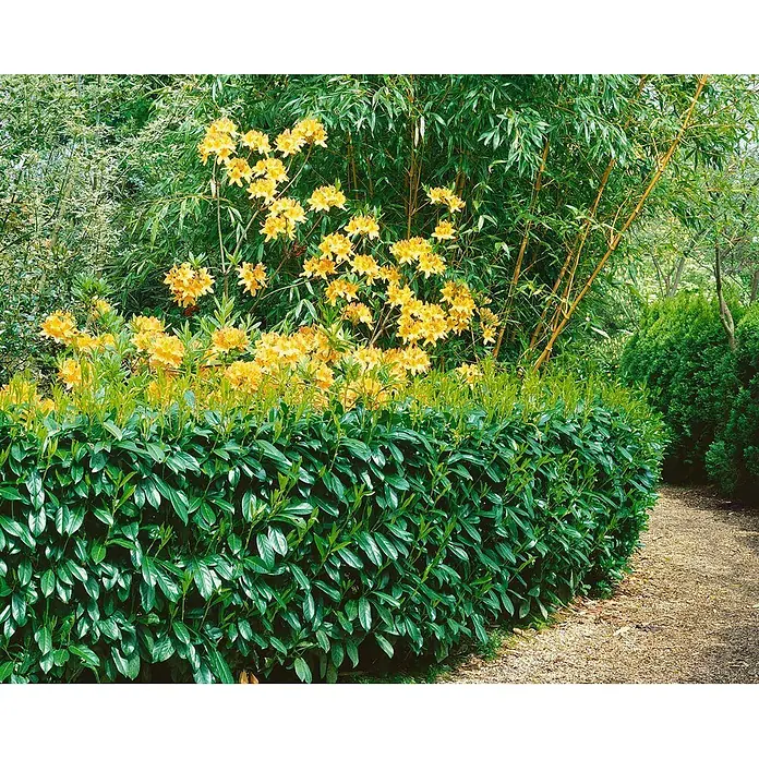 Pflanzen für dich Kirschlorbeer 20-30 cm - Prunus laurocerasus 'Caucasica', Aktuelle Wuchshöhe: 20 cm - 30 cm - Üppige grüne Hecke mit leuchtend gelben Azaleen und Bambus, die einen Kiesweg in einem sonnigen Garten säumt.
