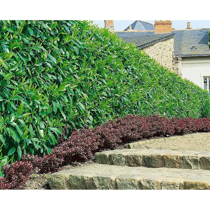Pflanzen für dich Kirschlorbeer 20-30 cm - Prunus laurocerasus 'Caucasica', Aktuelle Wuchshöhe: 20 cm - 30 cm - Grüne Hecke und rötliche Sträucher entlang Steinstufen in einer Gartenumgebung.