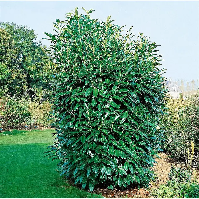 Pflanzen für dich Kirschlorbeer 20-30 cm - Prunus laurocerasus 'Caucasica', Aktuelle Wuchshöhe: 20 cm - 30 cm - Großer, dichter, dunkelgrüner immergrüner Strauch mit glänzenden Blättern, im Garten wachsend.