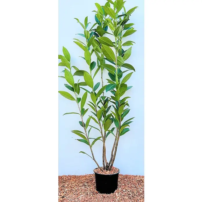 Pflanzen für dich Kirschlorbeer 80-100 cm - Prunus laurocerasus 'Caucasica', Aktuelle Wuchshöhe: 80 cm - 100 cm - Grünblättrige Topfpflanze in einem schwarzen Topf, auf Holzspänen.