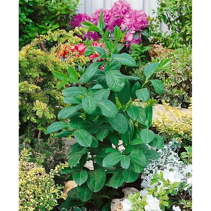 Pflanzen für dich Kirschlorbeer 15-20 cm - Prunus laurocerasus 'Etna', Aktuelle Wuchshöhe: 15 cm - 20 cm - Kompakter, immergrüner Strauch mit breiten, dunkelgrünen Blättern, ideal für Gartenbeete.