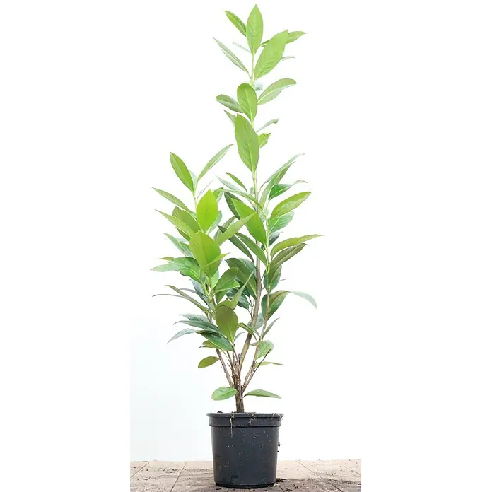 Pflanzen für dich Kirschlorbeer 40-60 cm - Prunus laurocerasus 'Caucasica', Aktuelle Wuchshöhe: 40 cm - 60 cm - Topf-Grünpflanze mit üppigen Blättern in einem schwarzen Plastiktopf.