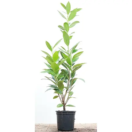 Pflanzen für dich  Kirschlorbeer 40-60 cm