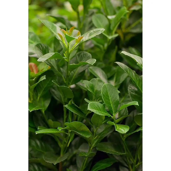 Pflanzen für dich Kirschlorbeer 15-20 cm - Prunus laurocerasus 'Etna', Aktuelle Wuchshöhe: 15 cm - 20 cm - Üppiges grünes Pflanzenlaub mit lebhaftem Neuaustrieb an den Spitzen.