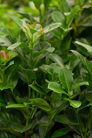 liguster balkon Groenblijvende liguster (Ligustrum vulgare 'Atrovirens') | 100-125 cm In  pot