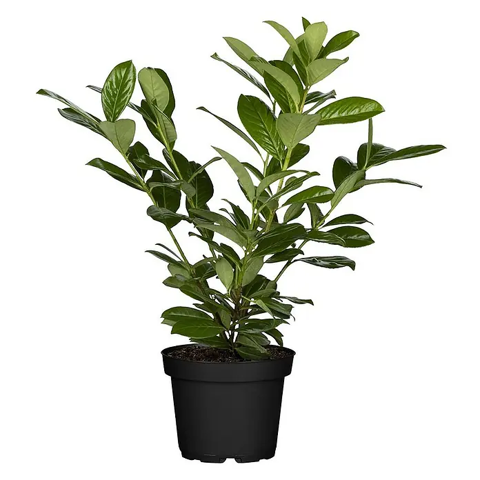 Pflanzen für dich Kirschlorbeer 40-60 cm - Prunus laurocerasus 'Novita', Aktuelle Wuchshöhe: 40 cm - 60 cm - Grüne Pflanze mit glänzenden Blättern in einem schwarzen Topf.