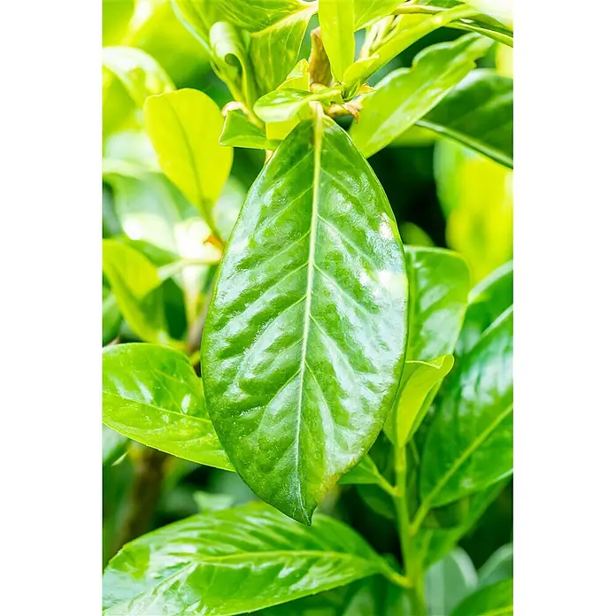 Pflanzen für dich Kirschlorbeer 40-60 cm - Prunus laurocerasus 'Novita', Aktuelle Wuchshöhe: 40 cm - 60 cm - Nahaufnahme eines leuchtend grünen Blattes mit deutlichen Adern und glänzender Textur.