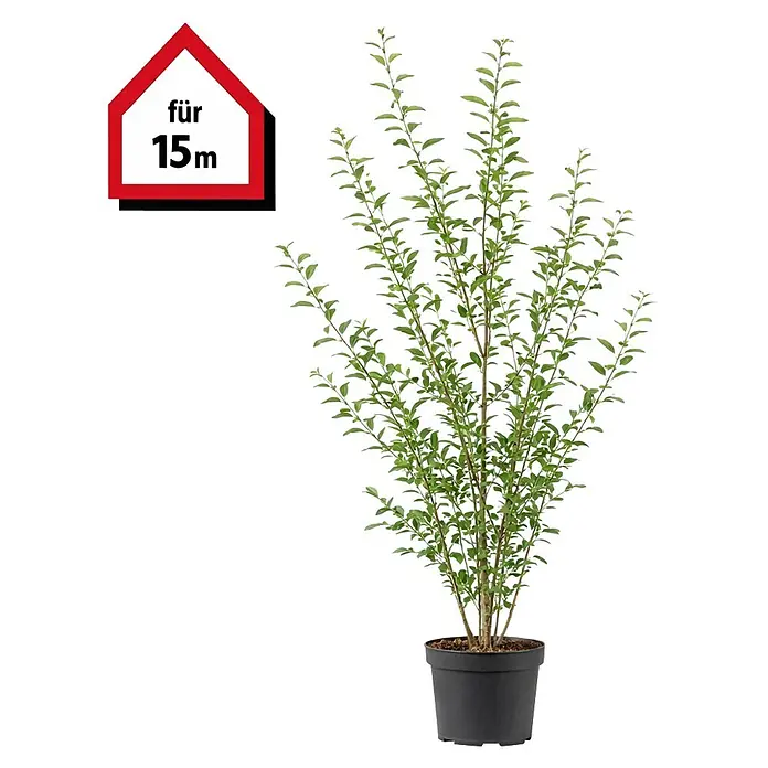 Piardino Liguster - 175 cm - 200 cm, Ligustrum ovalifolium, 30 Stk. - Grüne Topfpflanze in einem schwarzen Topf mit schlanken Ästen, kleinen Blättern und einem roten 'für 15m' Haussymbol oben links.