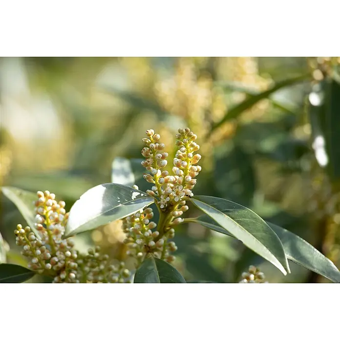Pflanzen für dich Kirschlorbeer 15-20 cm - Prunus laurocerasus 'Otto Luyken', Aktuelle Wuchshöhe: 15 cm - 20 cm - Nahaufnahme von grünen Blättern und zahlreichen hellen Blütenknospen an einer Pflanze.