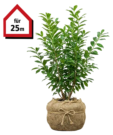 Piardino Kirschlorbeer Novita - 80 cm - 100 cm, Prunus laurocerasus  'Novita', 50 Stk. online kaufen bei BAUHAUS