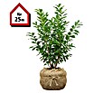 ligustrum california privet Privet, California Privet