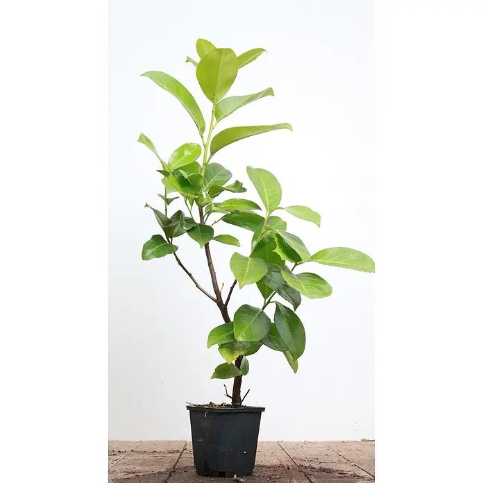 Pflanzen für dich Kirschlorbeer 40-60 cm - Prunus laurocerasus 'Rotundifolia', Aktuelle Wuchshöhe: 40 cm - 60 cm - Kleine Topfpflanze mit grünen Blättern und braunen Stielen in einem schwarzen Plastiktopf.