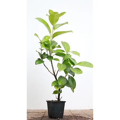 Pflanzen für dich  Kirschlorbeer 40-60 cm