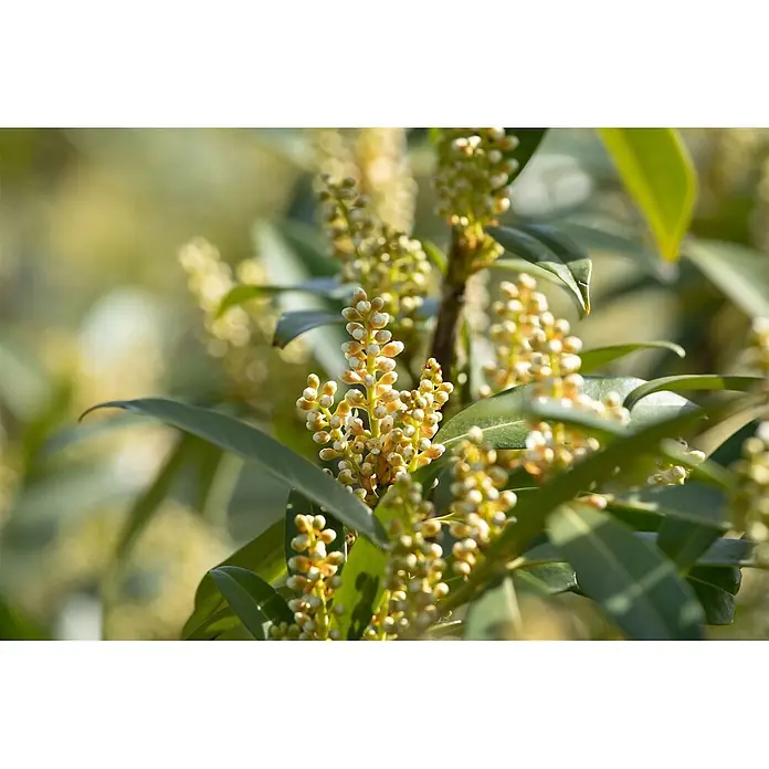 Pflanzen für dich Kirschlorbeer 15-20 cm - Prunus laurocerasus 'Otto Luyken', Aktuelle Wuchshöhe: 15 cm - 20 cm - Nahaufnahme einer Pflanze mit grünen Blättern und zahlreichen cremefarbenen Blütenknospen an aufrechten Stielen.