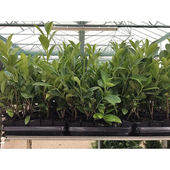 Pflanzen für dich Kirschlorbeer 20-30cm - Prunus laurocerasus 'Novita', Aktuelle Wuchshöhe: 20 cm - 30 cm - Üppig grüne Topfpflanzen auf einem Regal im Gewächshaus, bereit zum Verkauf oder zur Pflanzung.