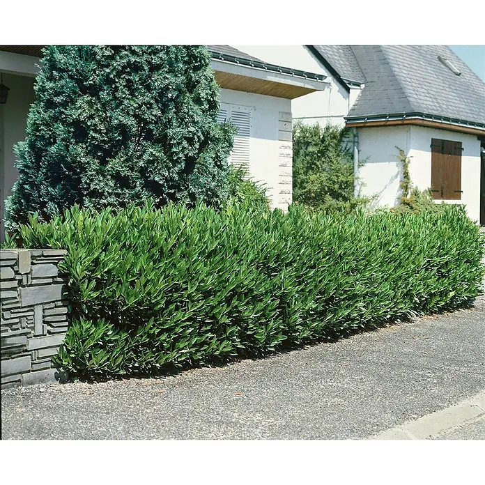 Pflanzen für dich Kirschlorbeer 15-20 cm - Prunus laurocerasus 'Otto Luyken', Aktuelle Wuchshöhe: 15 cm - 20 cm - Üppige grüne Hecke bildet eine dichte Begrenzung entlang eines gepflasterten Weges vor einem Haus.