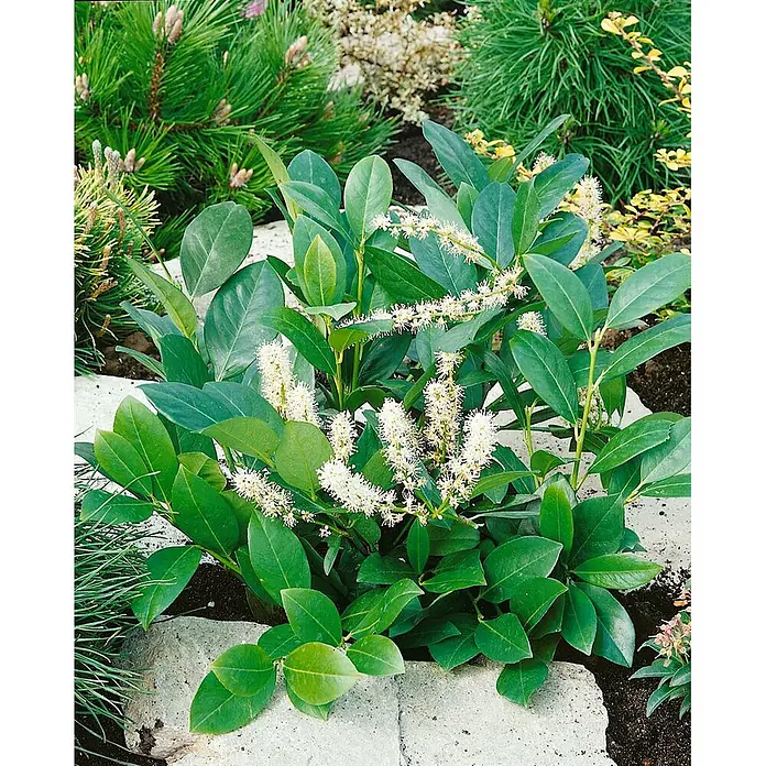 Pflanzen für dich Kirschlorbeer 40-60 cm - Prunus laurocerasus 'Mano', Aktuelle Wuchshöhe: 40 cm - 60 cm - Lebhafte Grünpflanze mit weißen, stacheligen Blüten in einem Gartenbeet, umrandet von Steinplatten.