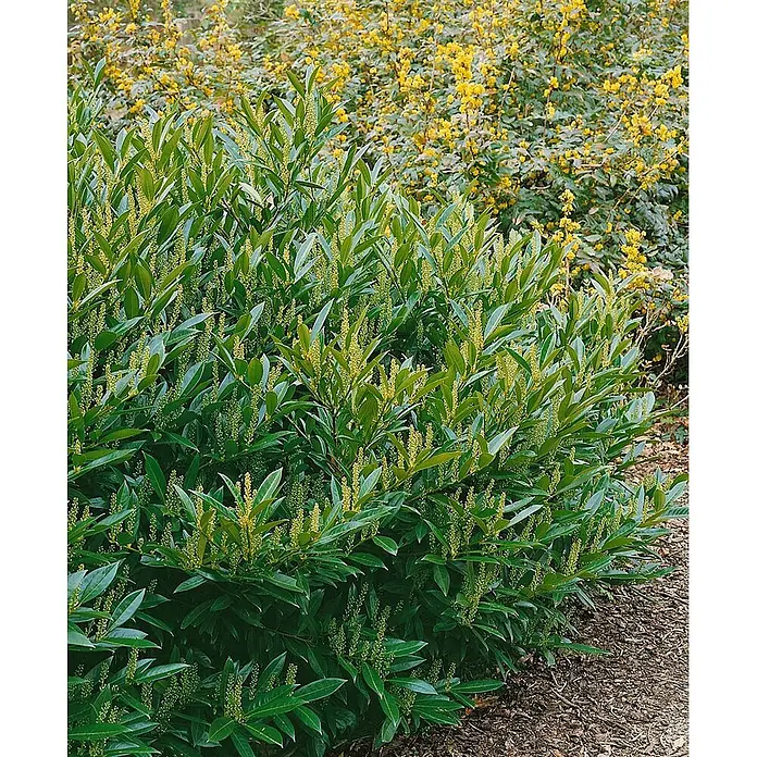 Pflanzen für dich Kirschlorbeer 15-20 cm - Prunus laurocerasus 'Otto Luyken', Aktuelle Wuchshöhe: 15 cm - 20 cm - Üppiger grüner Strauch mit vielen hellgrünen Blütenähren. Im Hintergrund ist eine gelb blühende Pflanze zu sehen.