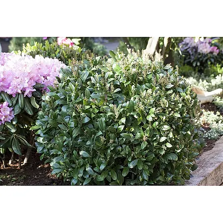 Pflanzen für dich  Kirschlorbeer 40-60 cm