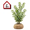 Piardino Kirschlorbeer Novita - 175 cm - 200 cm, Prunus laurocerasus 'Novita',  6 Stk. online kaufen bei BAUHAUS
