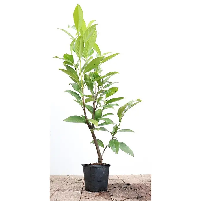 Pflanzen für dich Kirschlorbeer 60-80 cm - Prunus laurocerasus 'Caucasica', Aktuelle Wuchshöhe: 60 cm - 80 cm - Junge Pflanze mit grünen Blättern und braunen Stielen in einem schwarzen Kunststoff-Anzuchttopf.