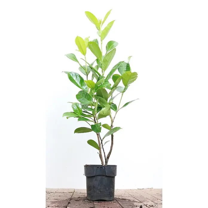 Pflanzen für dich Kirschlorbeer 60-80 cm - Prunus laurocerasus 'Rotundifolia', Aktuelle Wuchshöhe: 60 cm - 80 cm - Junge grüne Pflanze mit mehreren Stängeln in einem schwarzen Plastiktopf.