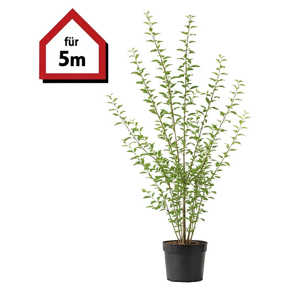 iberis plant Candytuft (Iberis) | Two Live Perennial Plants main image 1