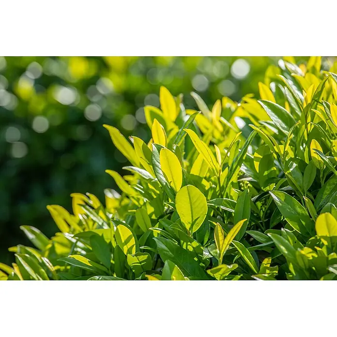 Pflanzen für dich Kirschlorbeer 40-60 cm - Prunus laurocerasus 'Novita', Aktuelle Wuchshöhe: 40 cm - 60 cm - Leuchtend grüne Blätter, teils mit gelb-grünem Neuaustrieb, von hellem Sonnenlicht beleuchtet.