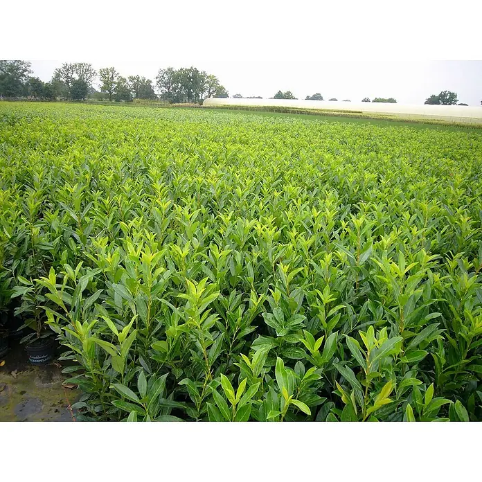 Pflanzen für dich Kirschlorbeer 40-60 cm - Prunus laurocerasus 'Novita', Aktuelle Wuchshöhe: 40 cm - 60 cm - Feld mit leuchtend grünen Laubpflanzen, wahrscheinlich junge Sträucher oder Heckenpflanzen, in einer Baumschule.