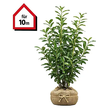 monstera monkey leaf kaufen Monstera Monkey Bush künstliche Hängepflanze 95cm kaufen
