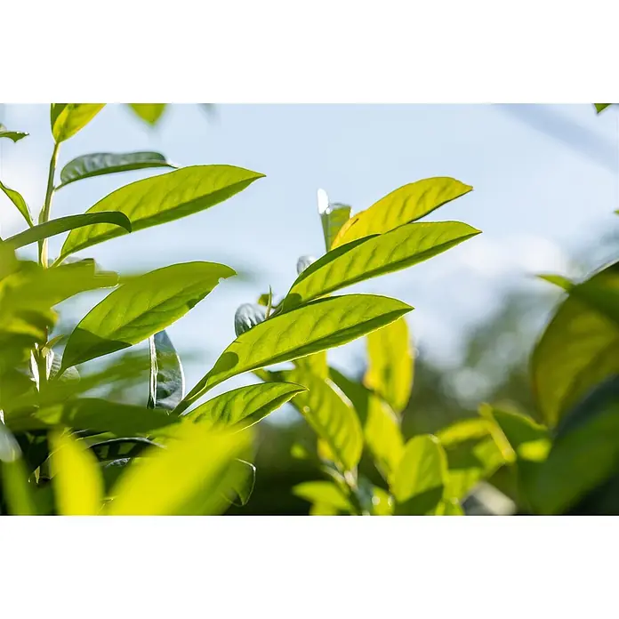 Pflanzen für dich Kirschlorbeer 40-60 cm - Prunus laurocerasus 'Novita', Aktuelle Wuchshöhe: 40 cm - 60 cm - Nahaufnahme von leuchtend grünen Blättern an einer Pflanze, einige im Sonnenlicht vor hellem Himmel.