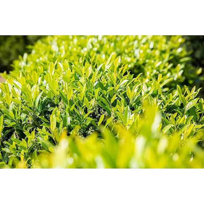 Pflanzen für dich Kirschlorbeer 60-80 cm - Prunus laurocerasus 'Novita', Aktuelle Wuchshöhe: 60 cm - 80 cm - Leuchtend grünes Laub mit kleinen weißen Blüten, in hellem Sonnenlicht gebadet.