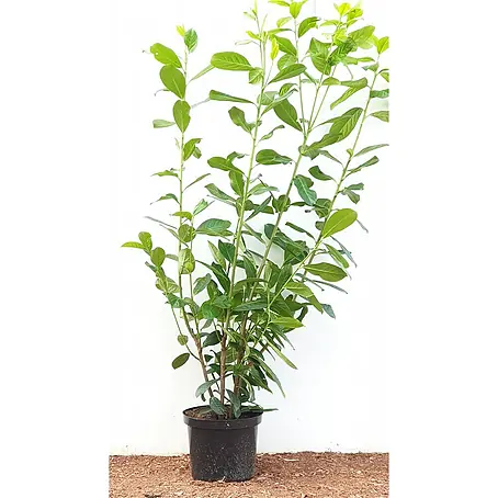 Pflanzen für dich  Kirschlorbeer 100-120 cm