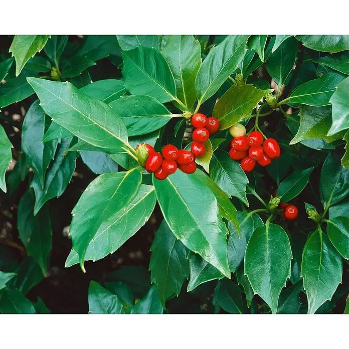 Pflanzen für dich Kirschlorbeer 60-80 cm - Aucuba japonica 'Rozannie', Aktuelle Wuchshöhe: 60 cm - 80 cm - Nahaufnahme einer immergrünen Pflanze mit glänzenden grünen Blättern und leuchtend roten Beeren.