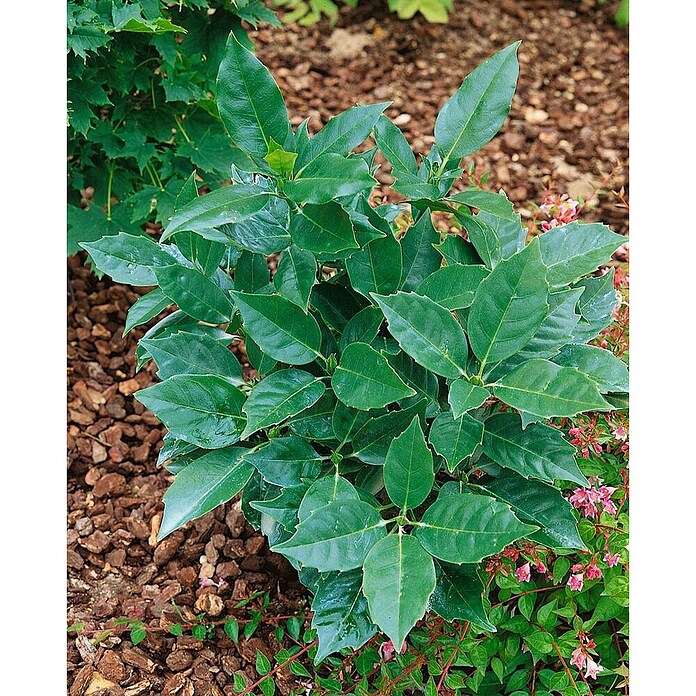 poster monstera Monstera Deliciosa Poster » online bestellen main image 0