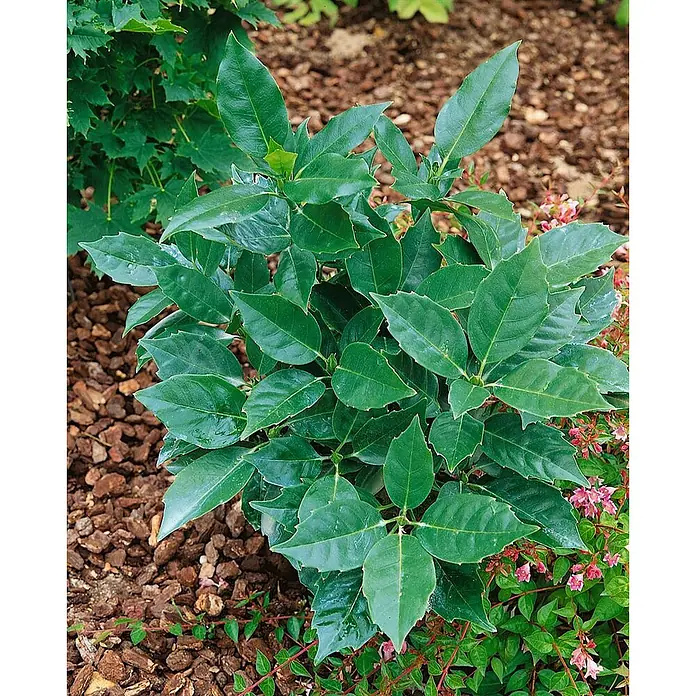 Pflanzen für dich Kirschlorbeer 60-80 cm - Aucuba japonica 'Rozannie', Aktuelle Wuchshöhe: 60 cm - 80 cm - Dichter, immergrüner Strauch mit spitzen, stacheligen Blättern in einem Garten.
