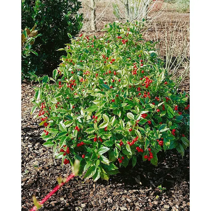 Pflanzen für dich Kirschlorbeer 60-80 cm - Aucuba japonica 'Rozannie', Aktuelle Wuchshöhe: 60 cm - 80 cm - Ein üppiger grüner Busch mit zahlreichen leuchtend roten Beeren, der in einem mit Mulch bedeckten Gartenbeet wächst.