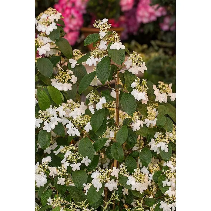 Pflanzen für dich Lorbeer-Schneeball 40-60 cm - Viburnum plicatum 'Kilimandjaro' - Schneeballstrauch mit weißen Blütenständen und dunkelgrünen Blättern im Garten.